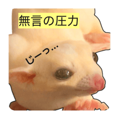 flyingsquirrel.momonga