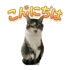 Cute cat Stickers for Everyday Use Relax