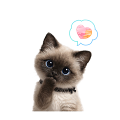 maimai_20260218180114