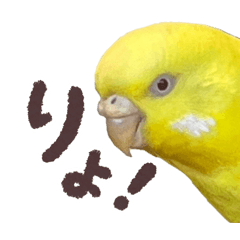 Kiki the Budgie No.2