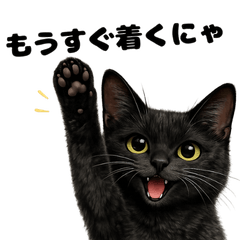 Black Cat Tsukuyomi Relaxing Mood