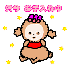 Baby fcce toypoodle is  opantsu cut