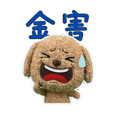 Taiwanese Labradoodle 33