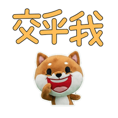 Taiwanese Mame Shiba 33