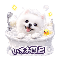 yokko_20260219001406