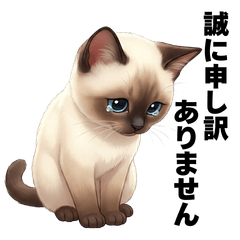 Tonkinese cat Poo-chan's polite apology