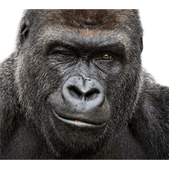 BIG! Gorilla (Realistic)!