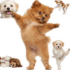 BIG! Pomapoo (Realistic)