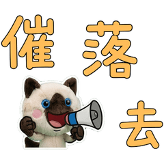 動く台湾語のバリニーズ34