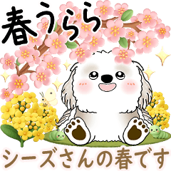 Shih tzu 2026 (Spring)