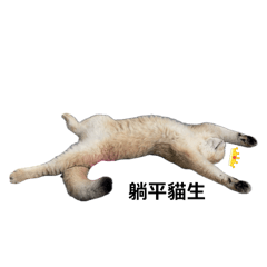 金漸層-蛋蛋日常2