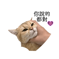 金漸層-蛋蛋日常1