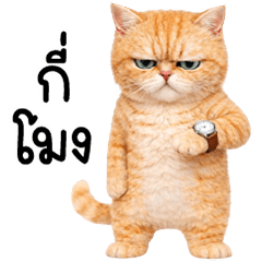 Meow, my body is stiff