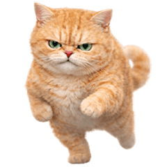 Somjeed! Meow, my body is stiff