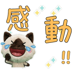 台湾語のバリニーズ33