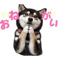 kana_20260216195839