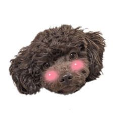 chibi_20260219155911