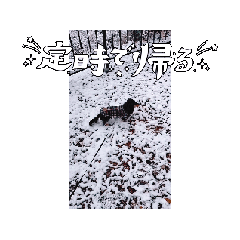 inutomo_20260219221238