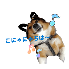 ankoromochi_20260220000827