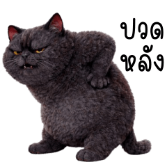 แมวอ้วนดำ ตัวตึง!