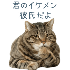 イケメン彼氏猫【面白い・カップル】