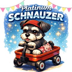 Everyday Senior Schnauzer