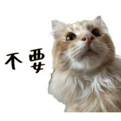 Chester的日常1