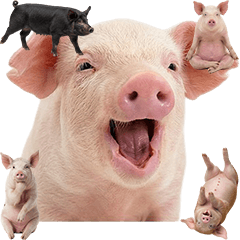 BIG! Pig (Realistic)