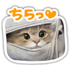 suu1376_20260219235750