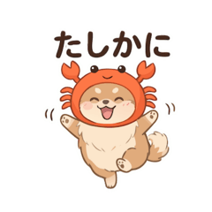 The daily life of a laid-back dog