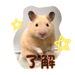 KAORI_20260219220148