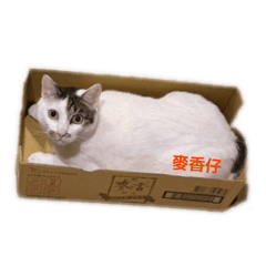 仔兒2