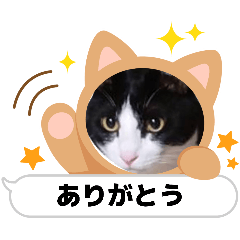 omisa_20260220073342