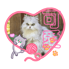 可愛貓咪（喜歡貓咪適用） 金吉拉貓