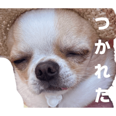 Domi_20260219182947