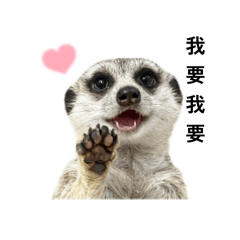 狐獴-塔塔的日常