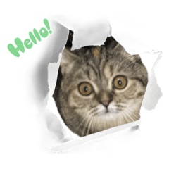 虎斑曼赤肯-虎虎日常