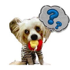 Nicole_Chinese Crested Dog