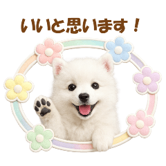 かわいいスピッツの犬スタンプ2