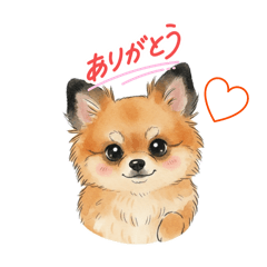 SHELLY_20260220115310