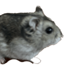 RHITHOAH_20260220131955