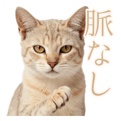 Cold Sand Cat's Rejections