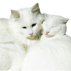 大井家の三匹の猫 Line スタンプ Line Store