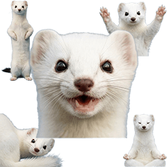 Stoat (Realistic)