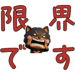 Moving Black & Tan Pomeranian 30