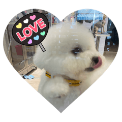 可愛的狗狗情侶