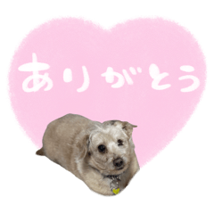 petite plume_20260220162024