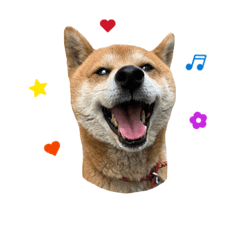 嗨 我是皮皮(日常篇）