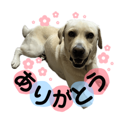 My dog Ouji_20260220155743