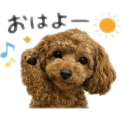 moamama_20260219225609